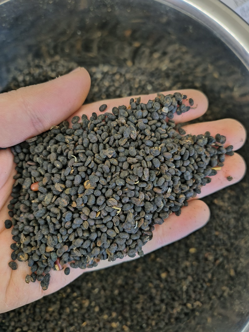 补骨脂各种中药材批发质量保证价格低廉诚信经营