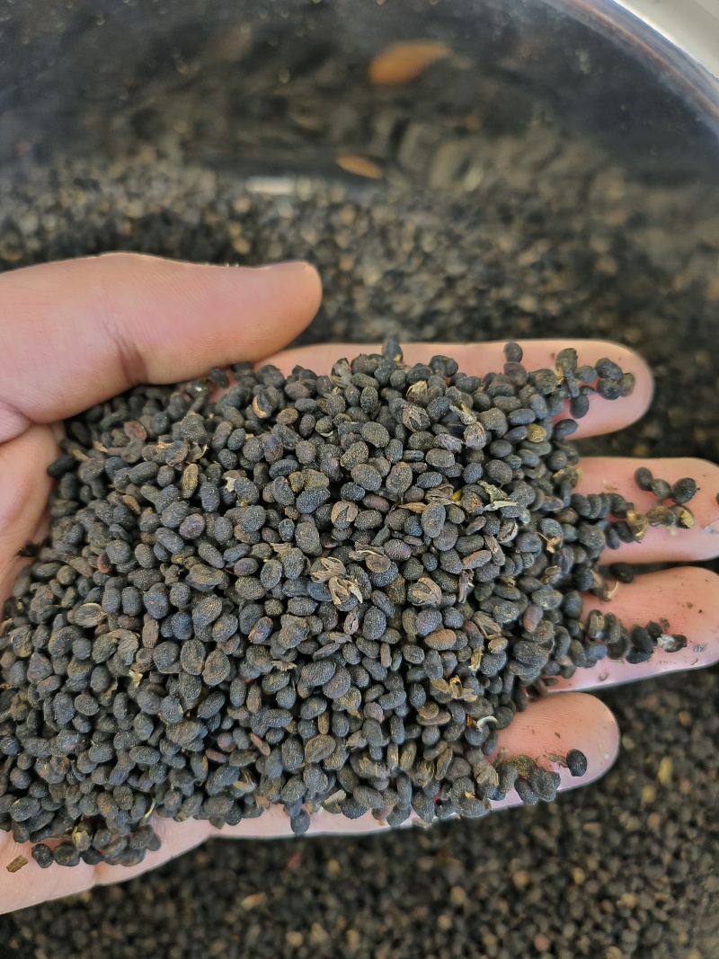 补骨脂各种中药材批发质量保证价格低廉诚信经营