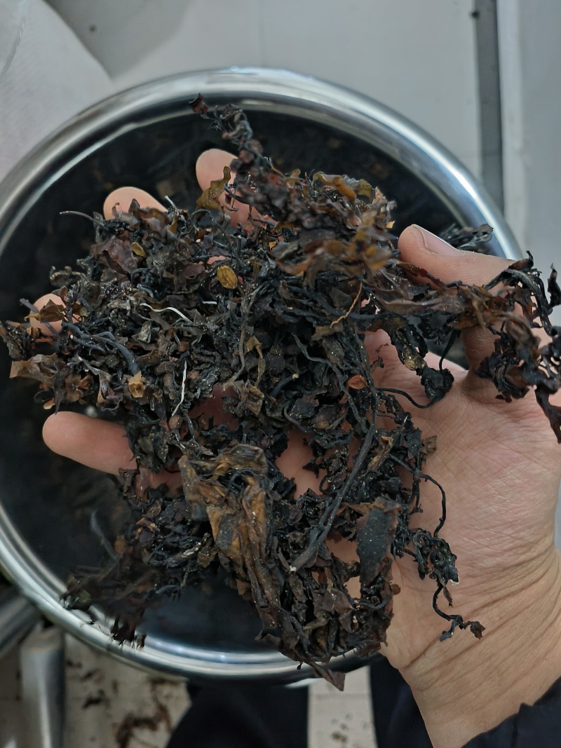 海藻中药材海藻批发无杂质纯净货质量保证