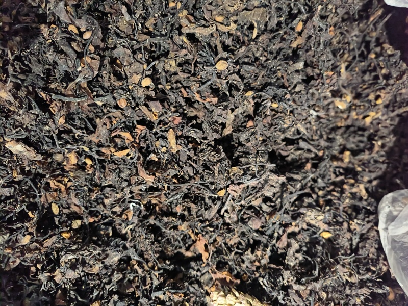 海藻中药材海藻批发无杂质纯净货质量保证