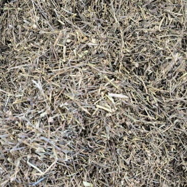 白花蛇舌草干净无杂质现货新货好货价格诚信