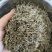 白花蛇舌草干净无杂质现货新货好货价格诚信