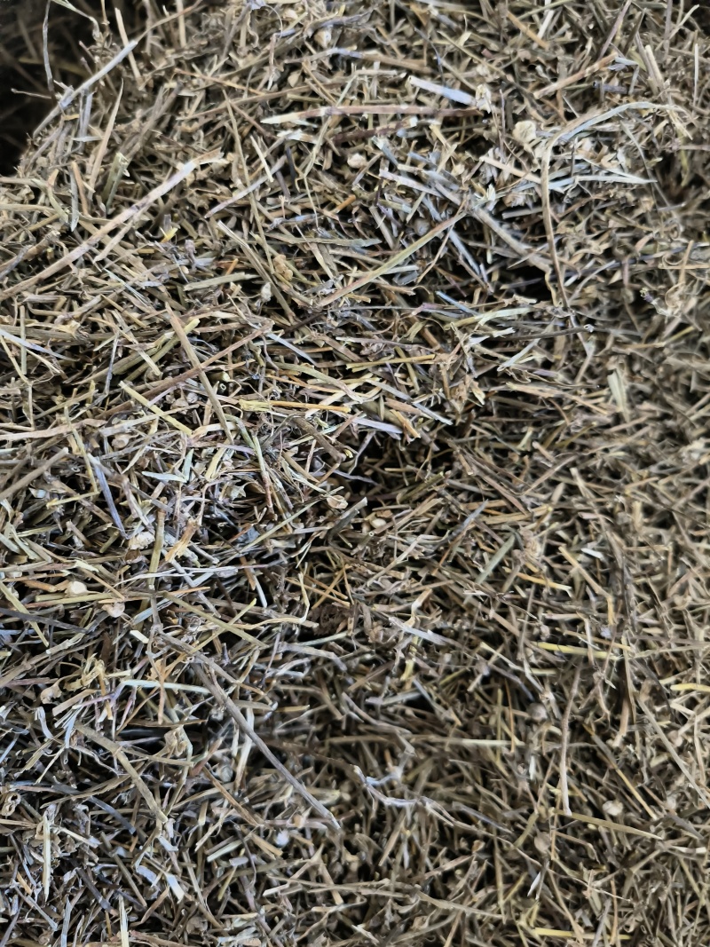 白花蛇舌草干净无杂质现货新货好货价格诚信
