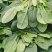 欢迎订购大叶波菜量大从优品质保证，对接电商，超市及市场加工厂