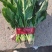 欢迎订购大叶波菜量大从优品质保证，对接电商，超市及市场加工厂