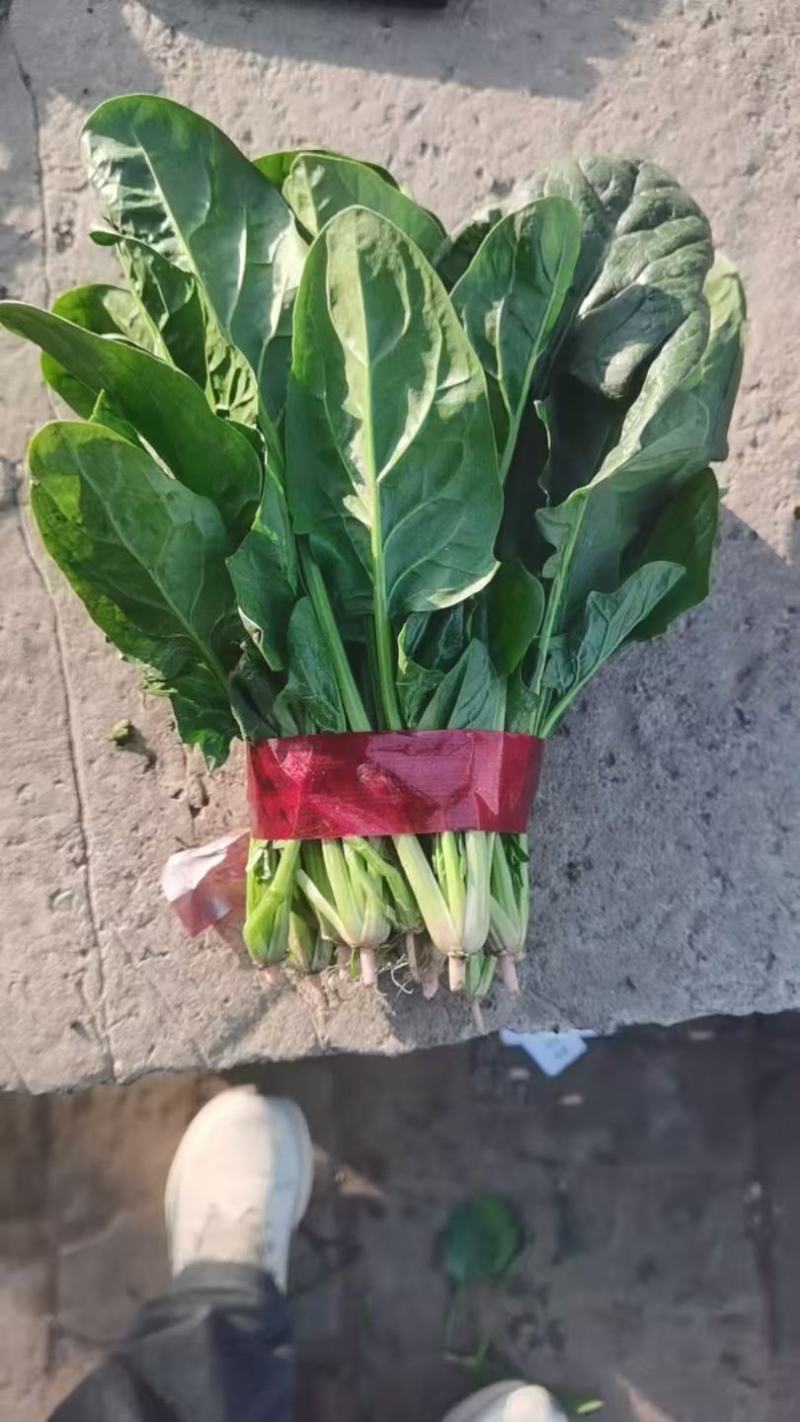 欢迎订购大叶波菜量大从优品质保证，对接电商，超市及市场加工厂