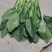 欢迎订购大叶波菜量大从优品质保证，对接电商，超市及市场加工厂