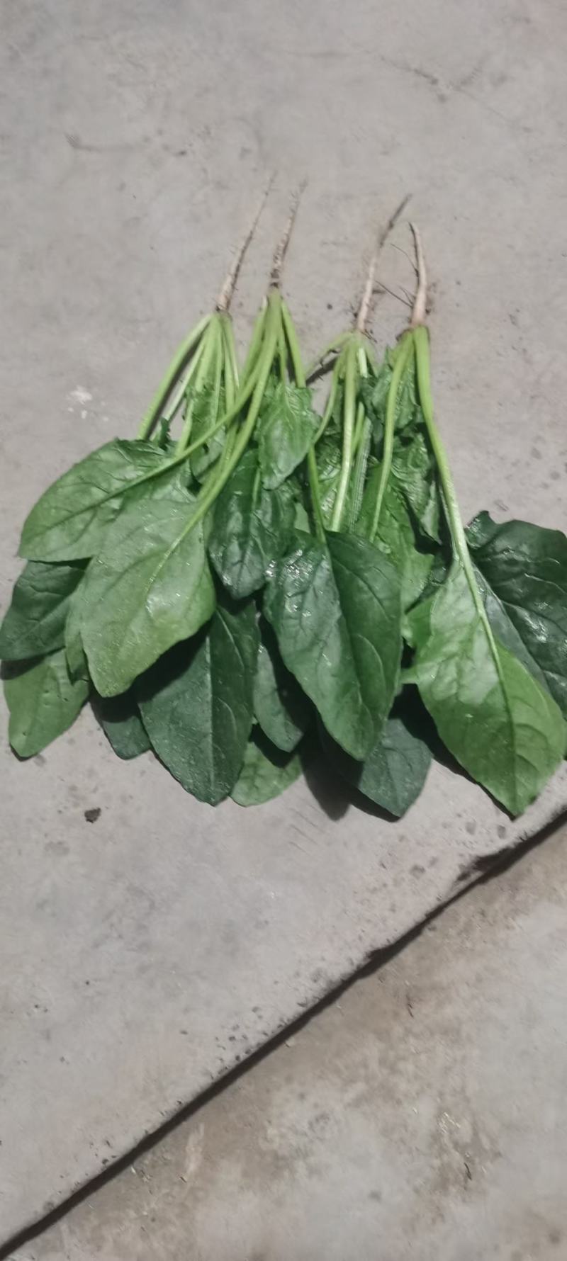 欢迎订购大叶波菜量大从优品质保证，对接电商，超市及市场加工厂