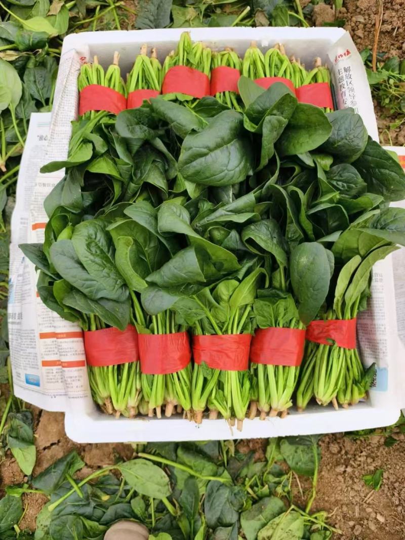欢迎订购大叶波菜量大从优品质保证，对接电商，超市及市场加工厂