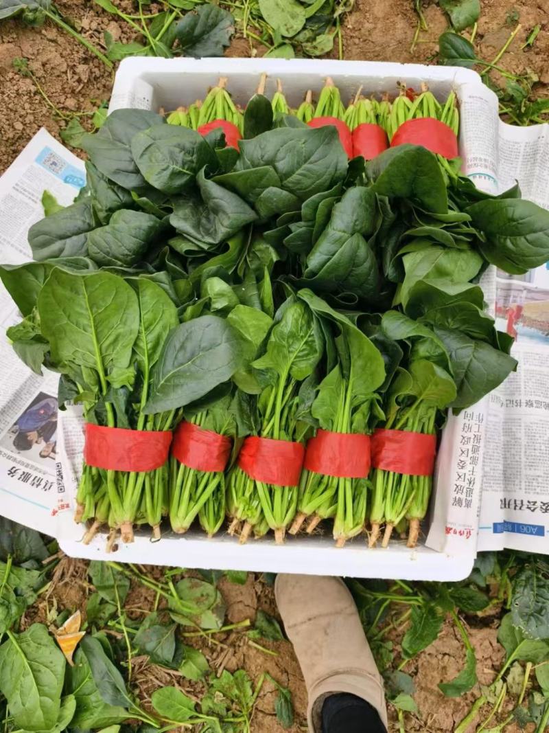 欢迎订购大叶波菜量大从优品质保证，对接电商，超市及市场加工厂