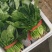 欢迎订购大叶波菜量大从优品质保证，对接电商，超市及市场加工厂