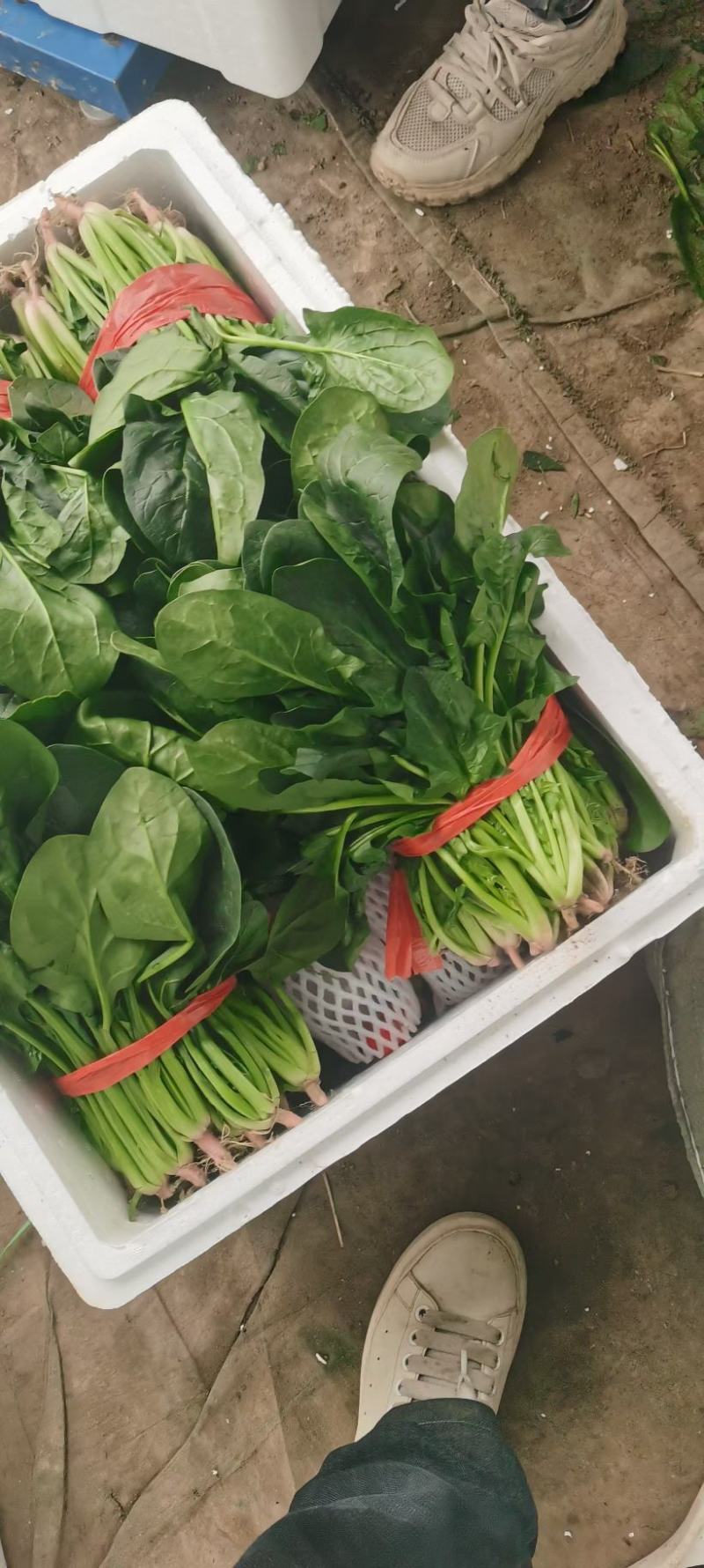 欢迎订购大叶波菜量大从优品质保证，对接电商，超市及市场加工厂