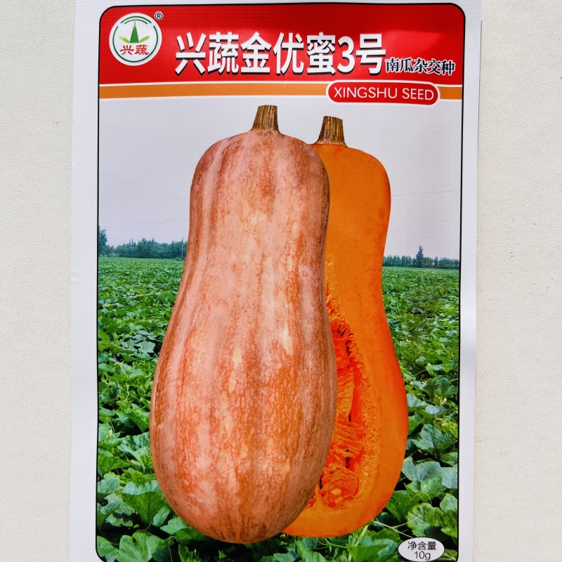 蜜本南瓜种子，蜜本南瓜种子，南瓜种子，南瓜种子