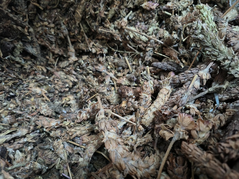 夏枯球新货干货无潮