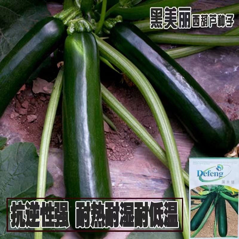 西葫芦种子墨绿黑色黑皮黑西葫芦种子老品种耐热西葫芦蔬菜大