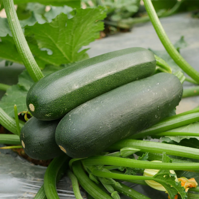 西葫芦种子墨绿黑色黑皮黑西葫芦种子老品种耐热西葫芦蔬菜大