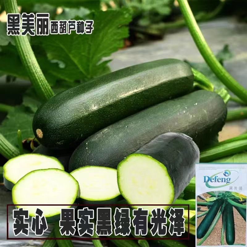 西葫芦种子墨绿黑色黑皮黑西葫芦种子老品种耐热西葫芦蔬菜大