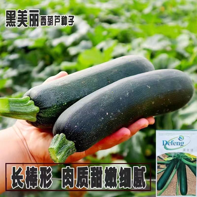 西葫芦种子墨绿黑色黑皮黑西葫芦种子老品种耐热西葫芦蔬菜大