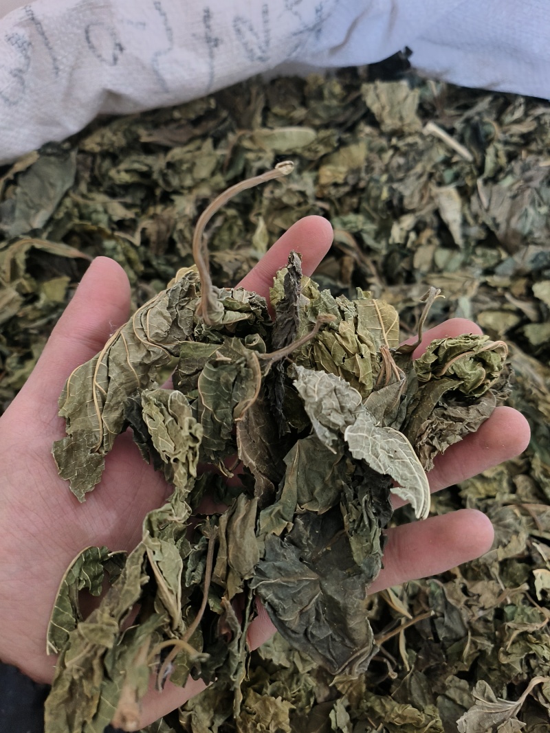 桑叶中药材批发桑叶干货无潮干净无杂质