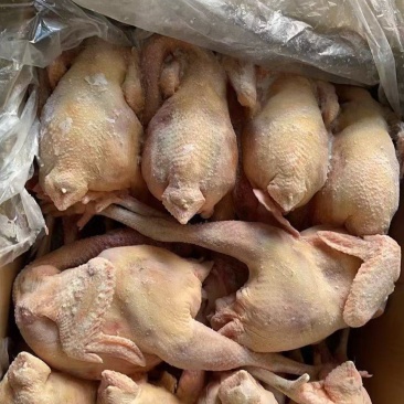 老母鸡，价格又下调了，7/8只都有，195一件