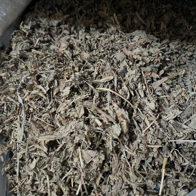 车前草中药材批发干货无潮干净无杂质