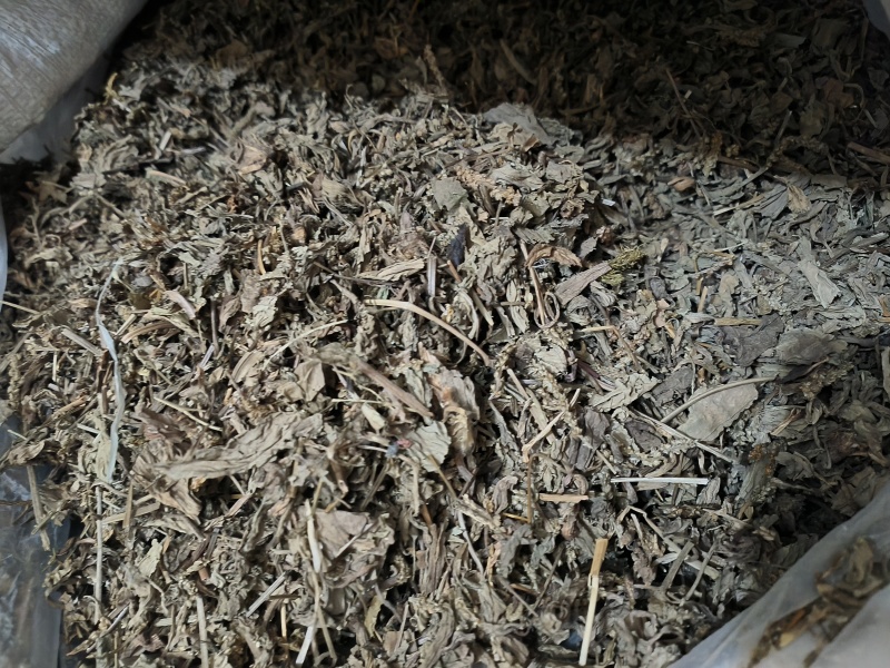 车前草中药材批发干货无潮干净无杂质