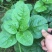 木耳菜种子大圆叶叶片肥厚叶片扁圆形耐热耐耐湿