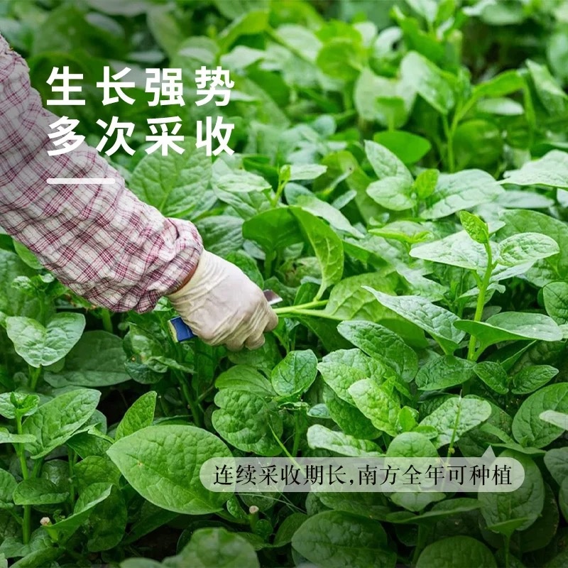 木耳菜种子大圆叶叶片肥厚叶片扁圆形耐热耐耐湿