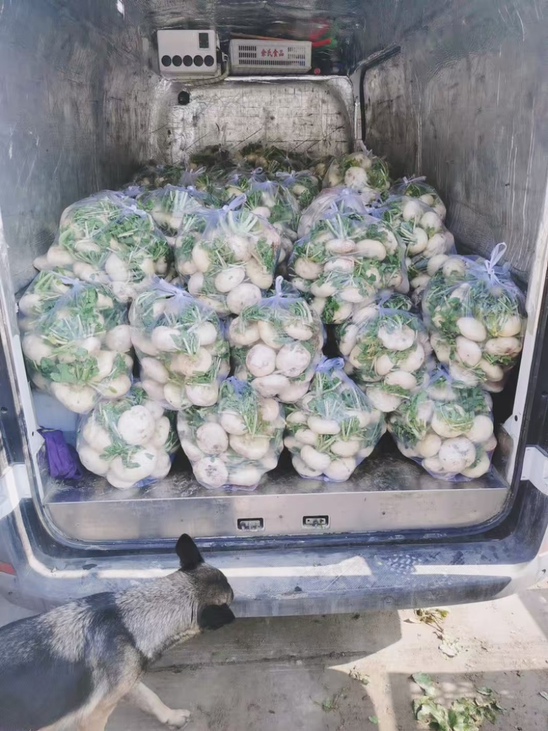 菜地头批盘菜产地直发可视频看好对接各地区