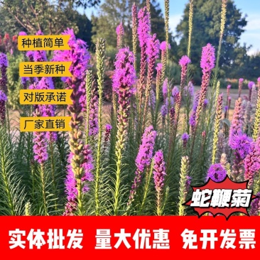 蛇鞭菊