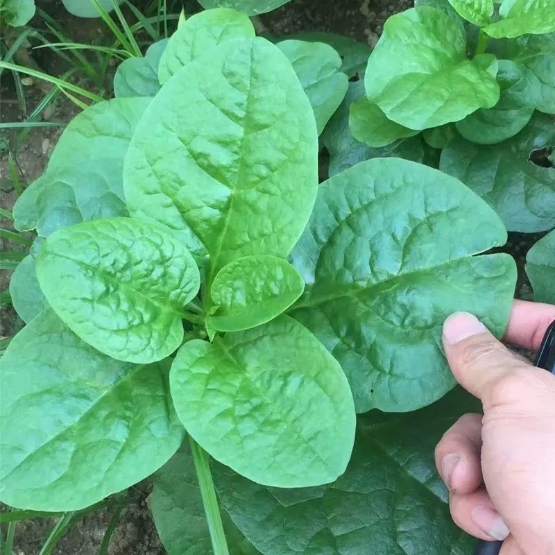 木耳菜种子大圆叶叶片肥厚叶片扁圆形耐热耐耐湿