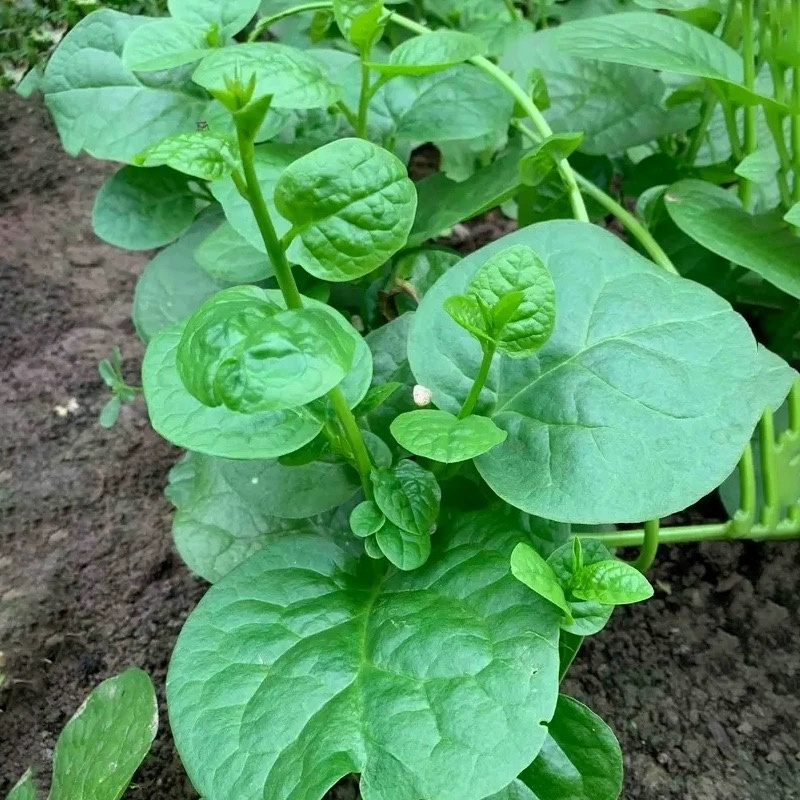 木耳菜种子大圆叶叶片肥厚叶片扁圆形耐热耐耐湿