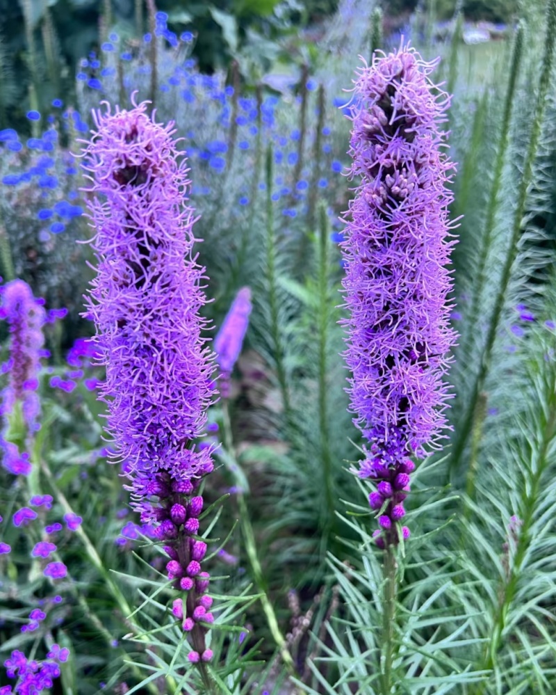 蛇鞭菊