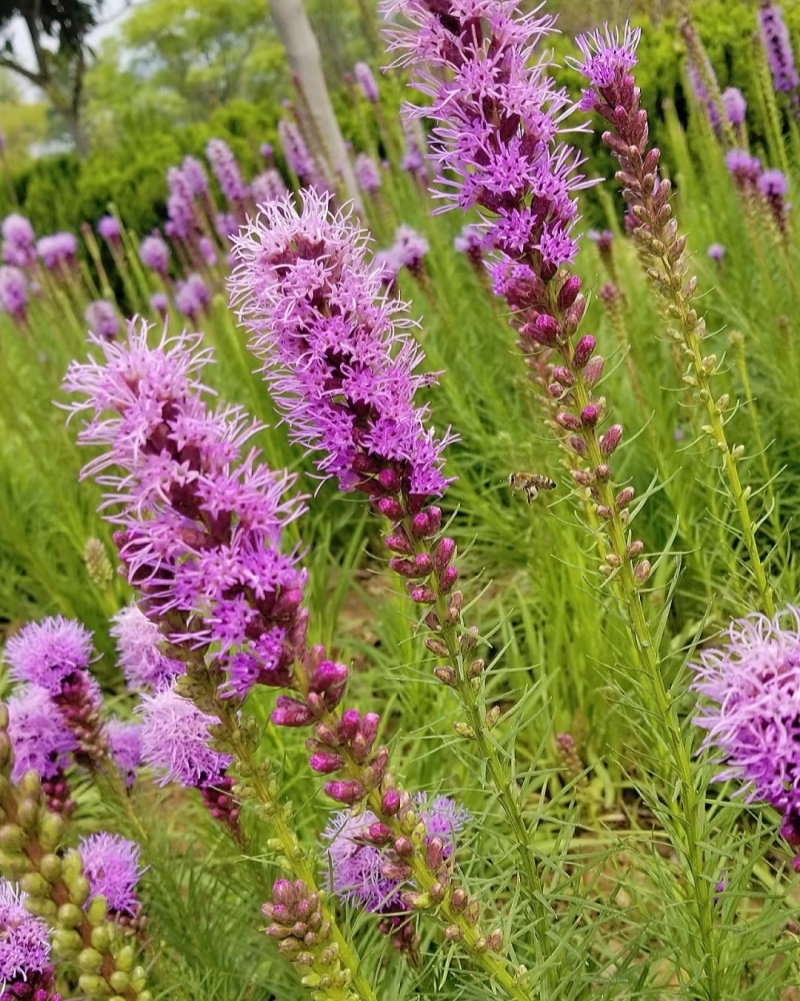 蛇鞭菊