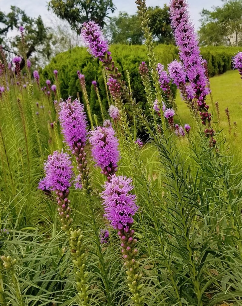 蛇鞭菊