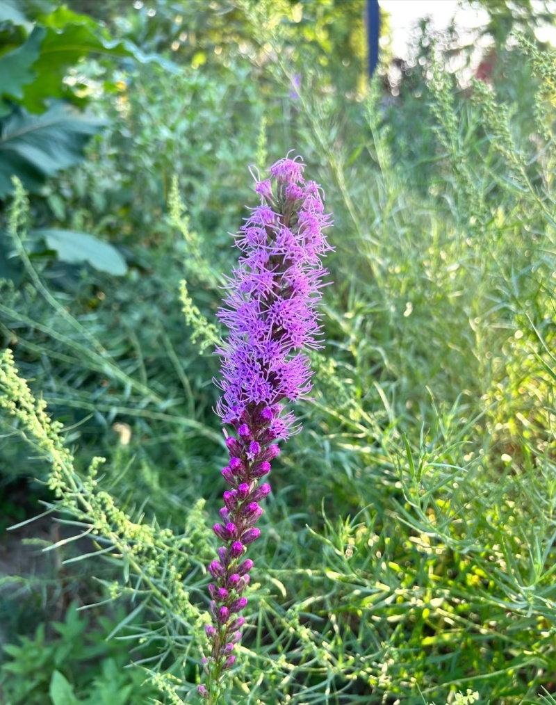 蛇鞭菊