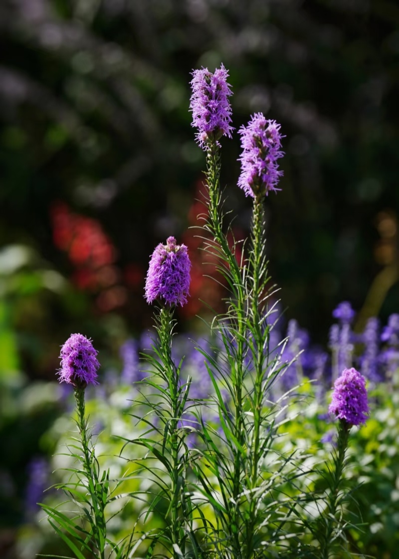 蛇鞭菊