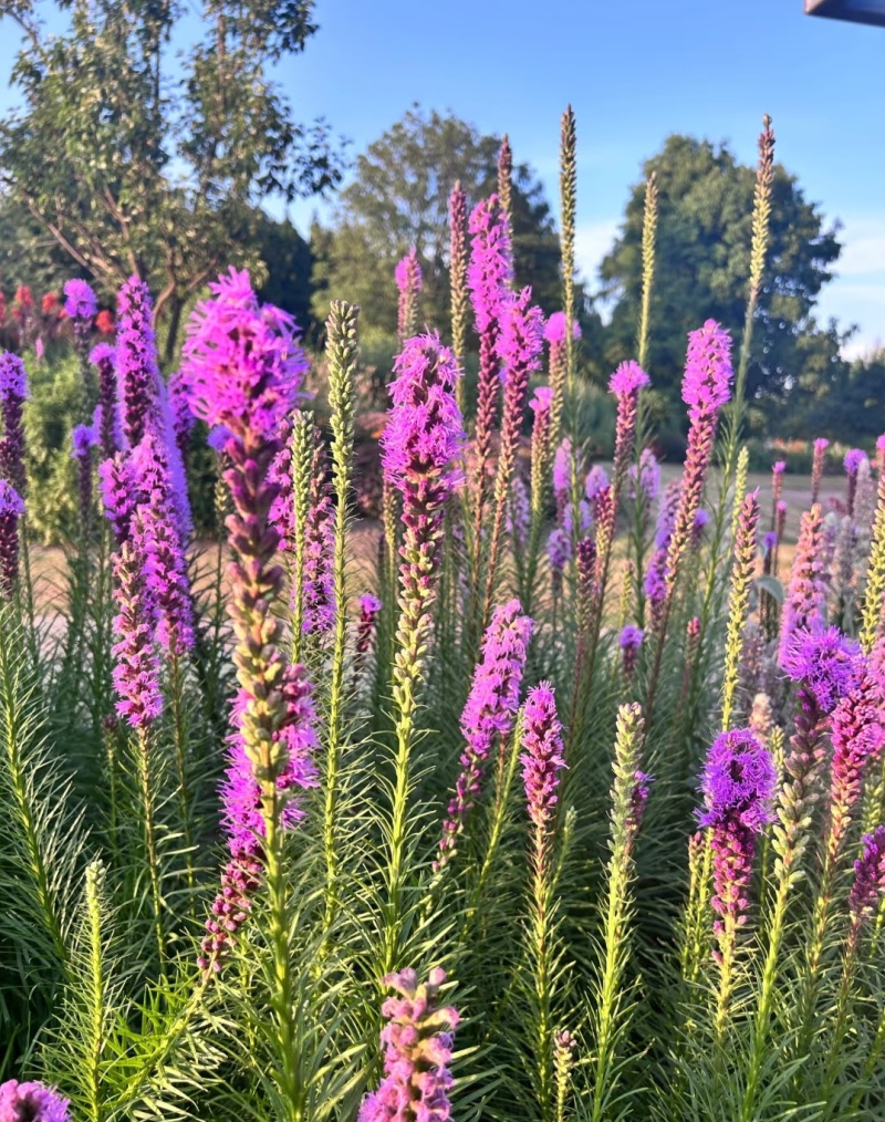 蛇鞭菊
