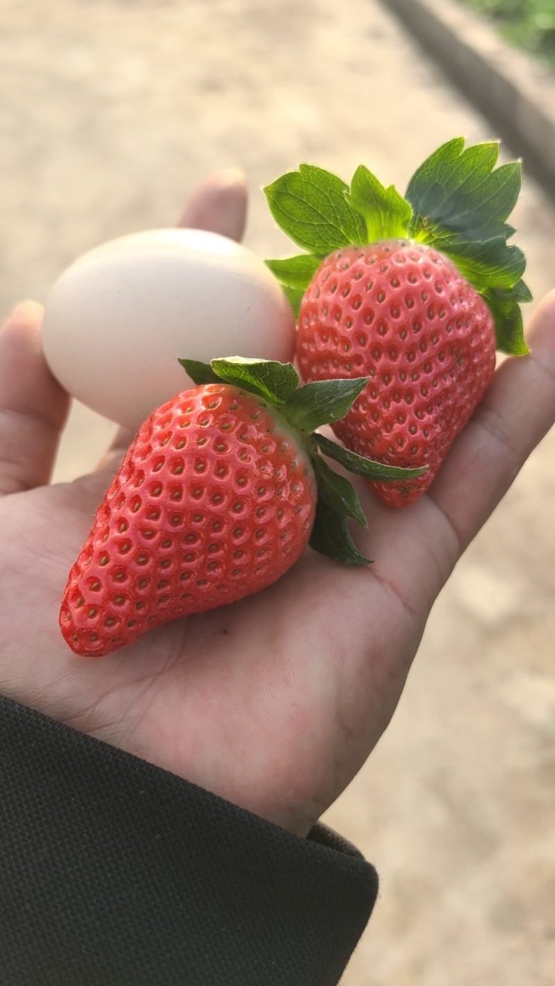 德昌草莓