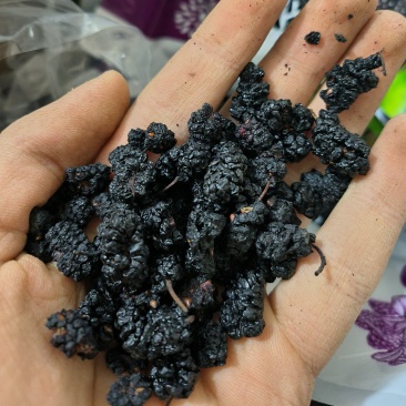 桑葚桑葚干中药材批发