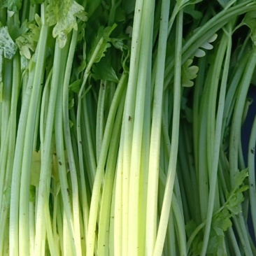 小香芹