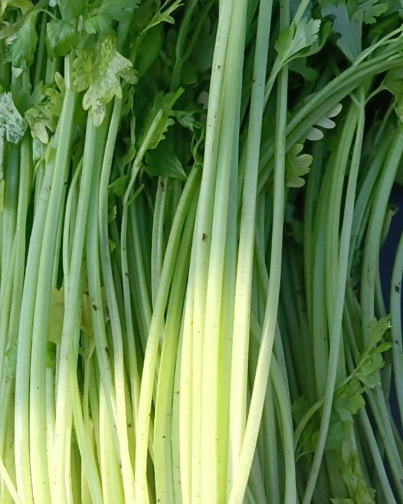 小香芹