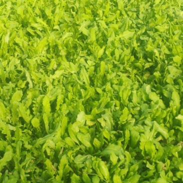 山野菜