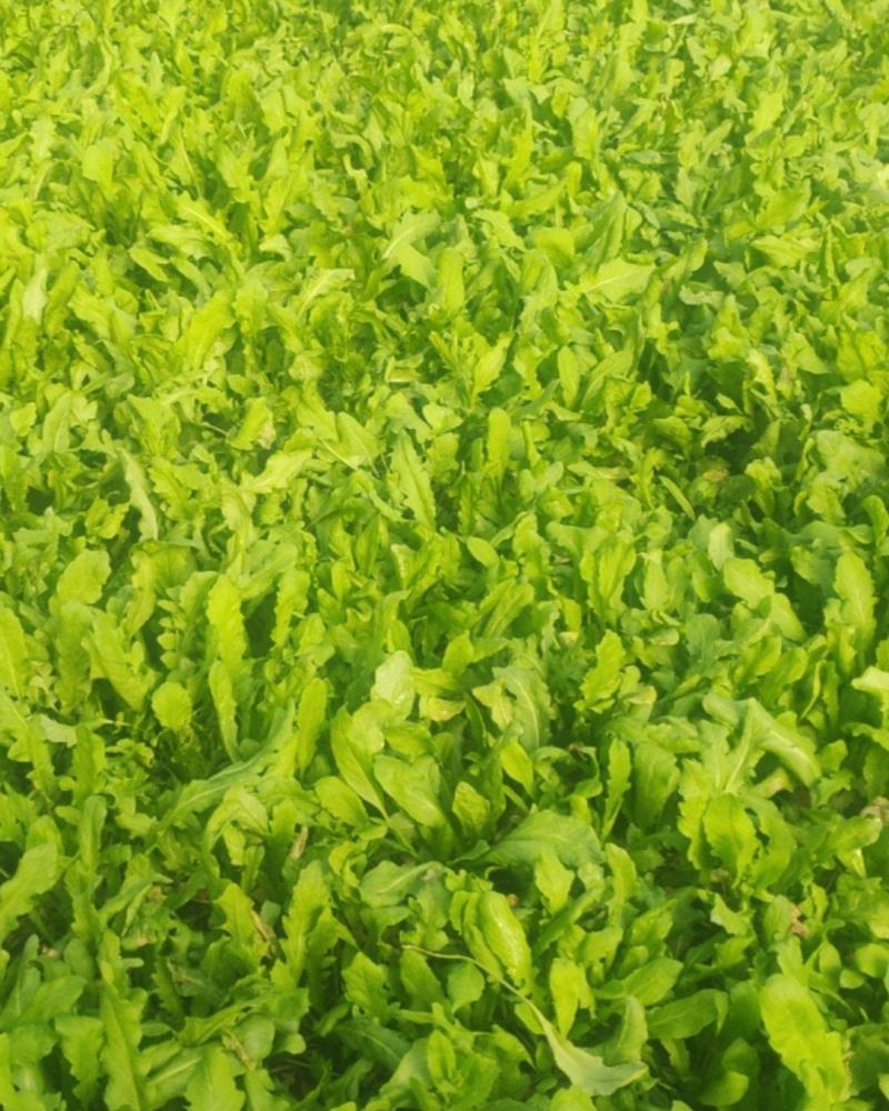 山野菜