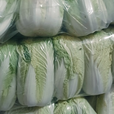 精品娃娃菜货源充足需要联系。