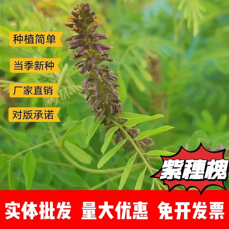 紫穗厂家货源批发价格全国发货价格便宜欢迎下单咨询