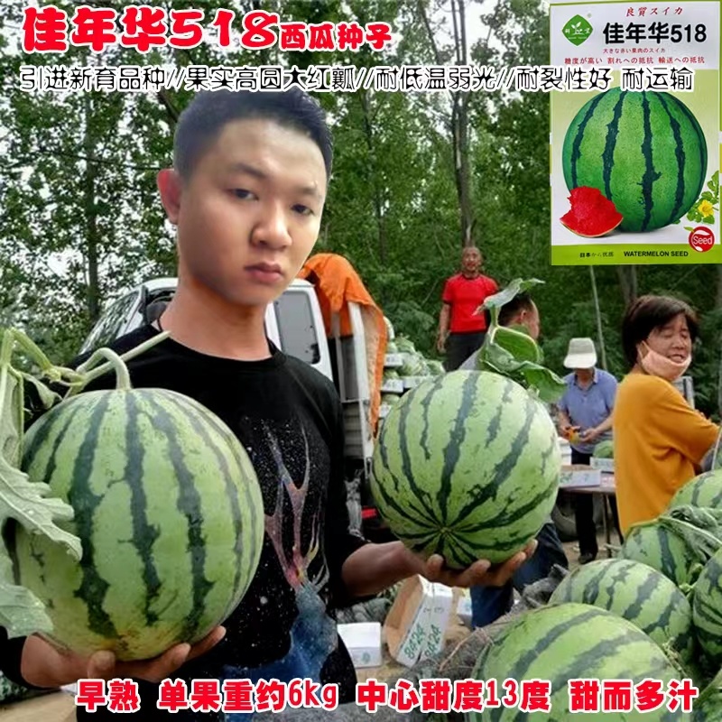 纯正美都大齐1000美都西瓜种子高糖皮薄抗裂高产西瓜种子