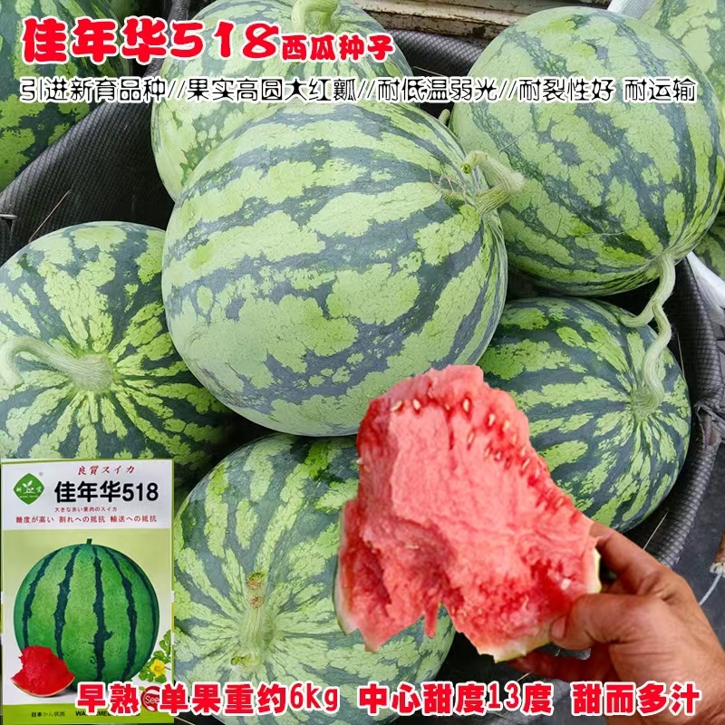 纯正美都大齐1000美都西瓜种子高糖皮薄抗裂高产西瓜种子