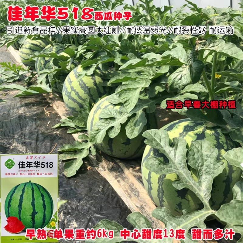 纯正美都大齐1000美都西瓜种子高糖皮薄抗裂高产西瓜种子