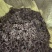 芫花中药材批发正品芫花质量保证